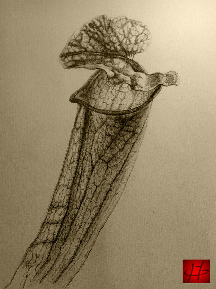 Saracenia