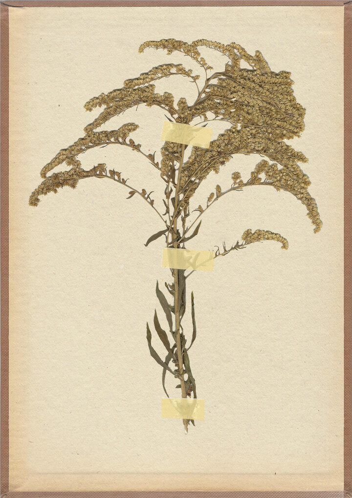 Arthurs herbarium: canadese guldenroede 2