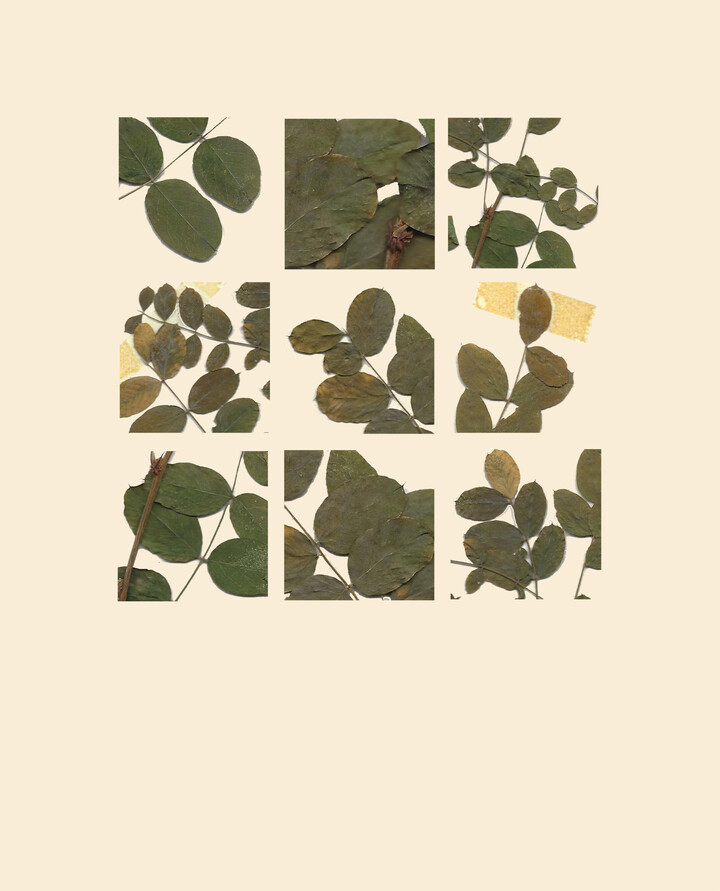 Arthurs herbarium: erwteboompje