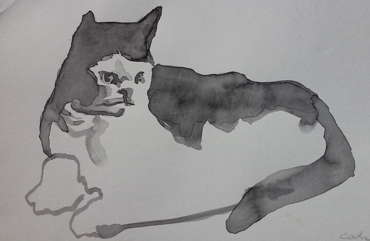 cat