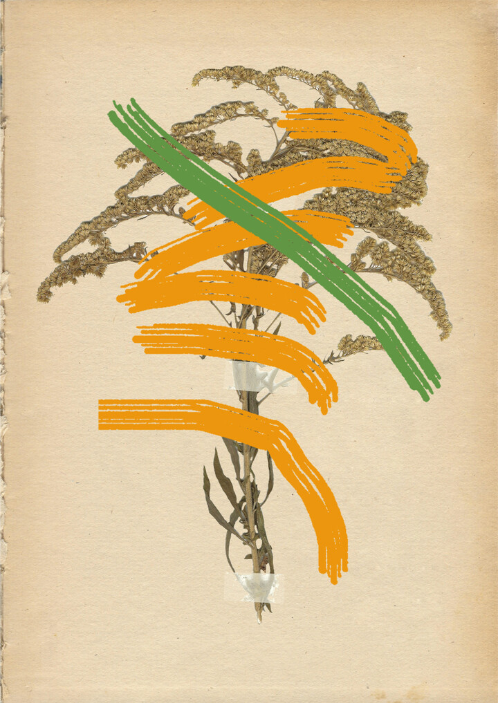 Arthurs herbarium Canadese guldenroede