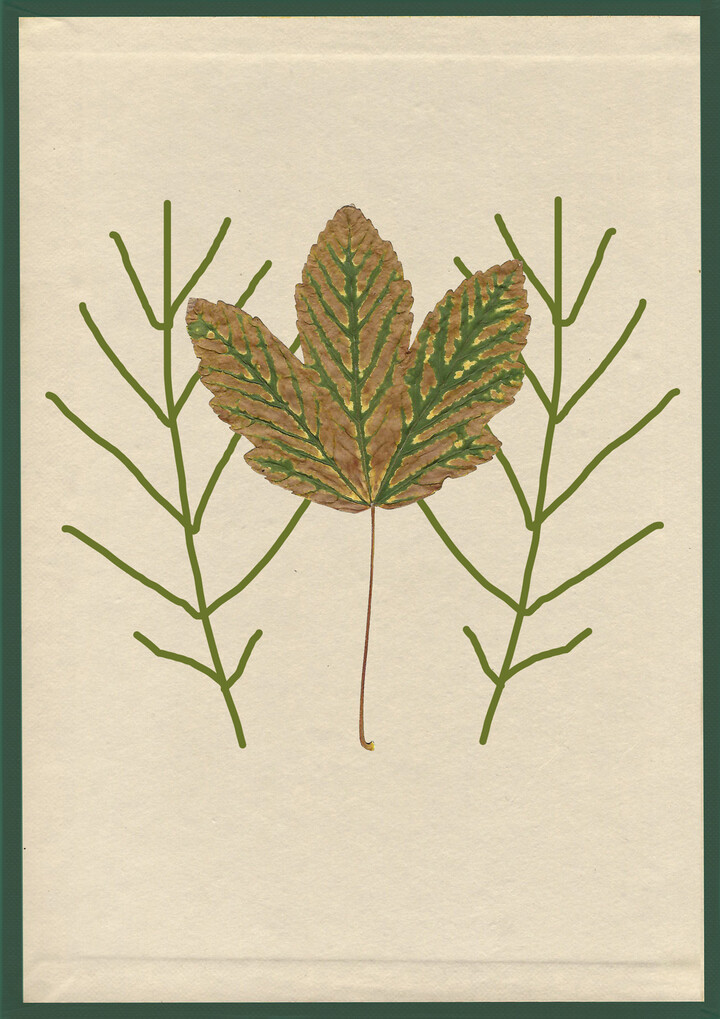 arthurs herbarium gewone esdoorn