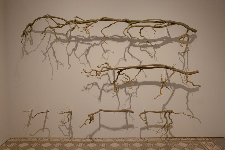 Wisteria floribunda