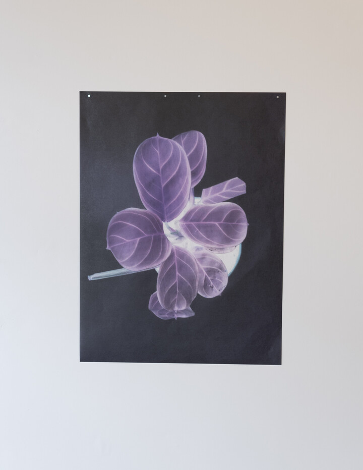 laboratoire - taille directe (Calathea oppenheimiana ) 2022