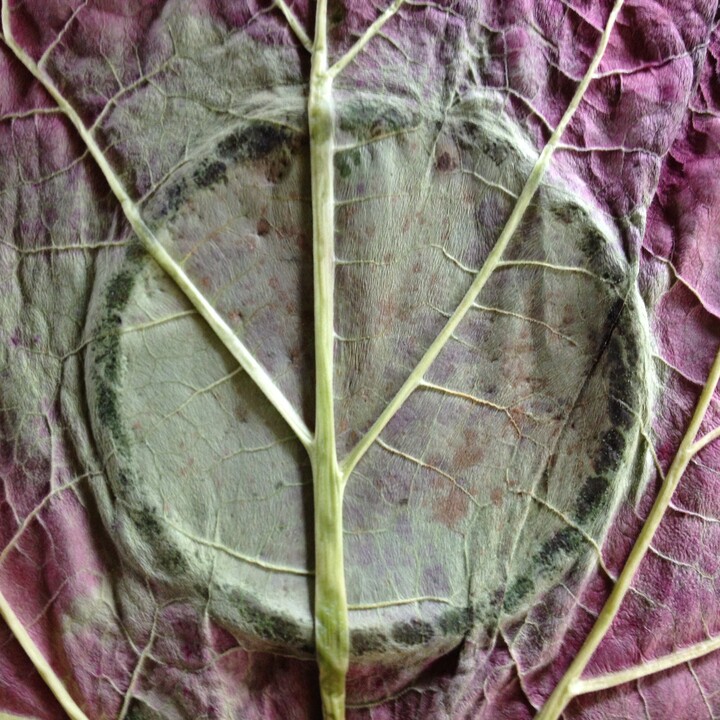 Peace and protection